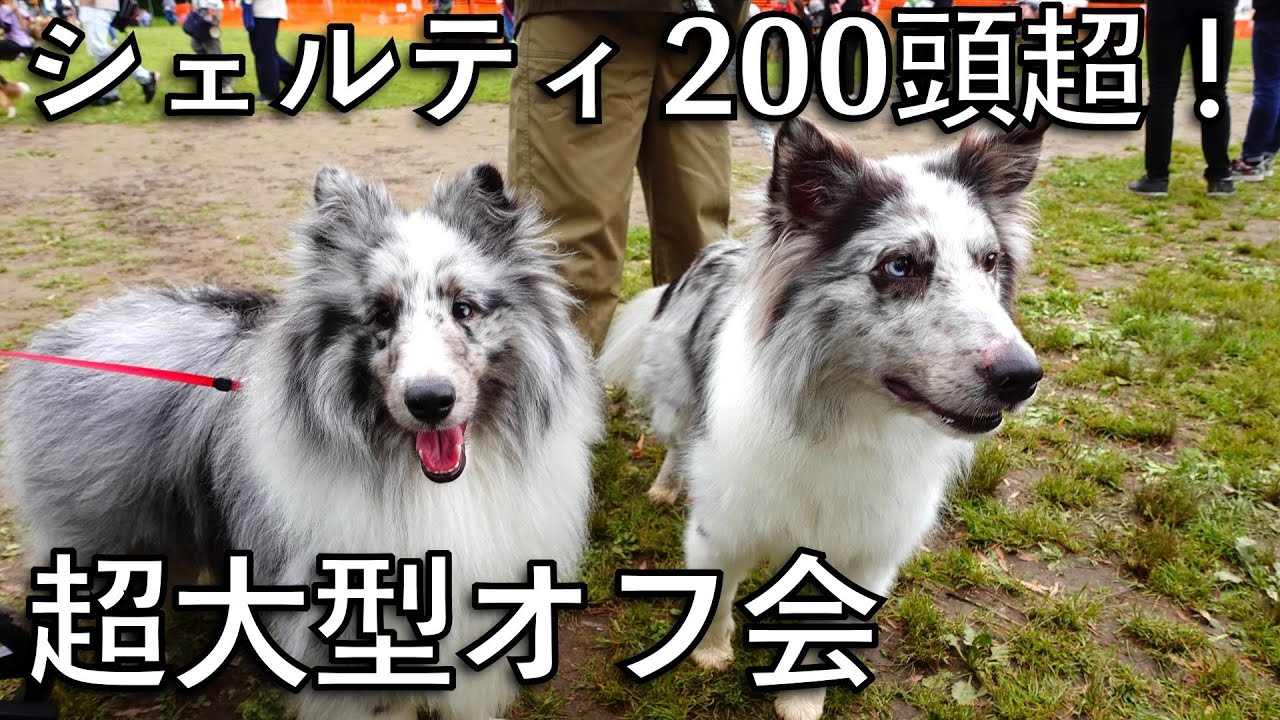 大型オフ会に参加してみた。前後左右上下どこをみてもシェルティ・・最高すぎやしねえか？