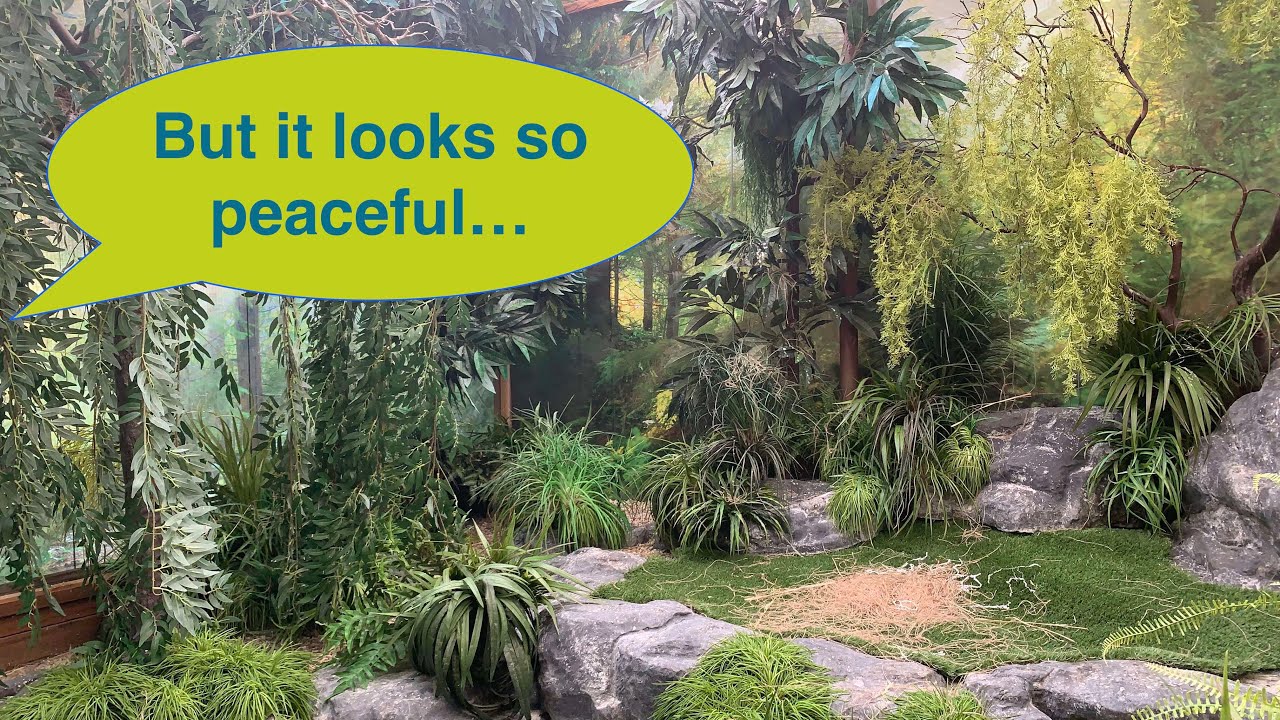 Aviary update: I messed up my peaceful aviary for me and the birds