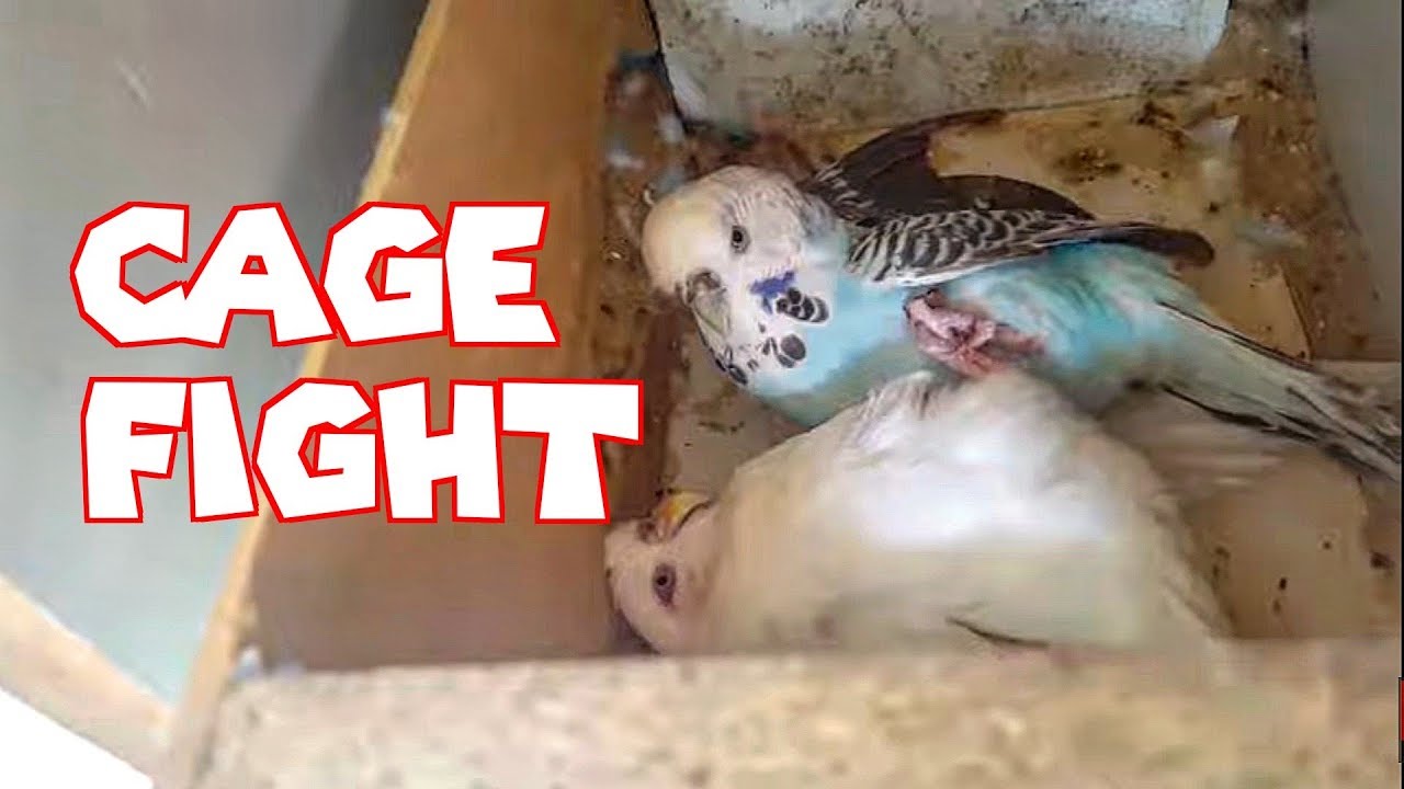 Cage fight. Female Budgies rare footage... by Bomber