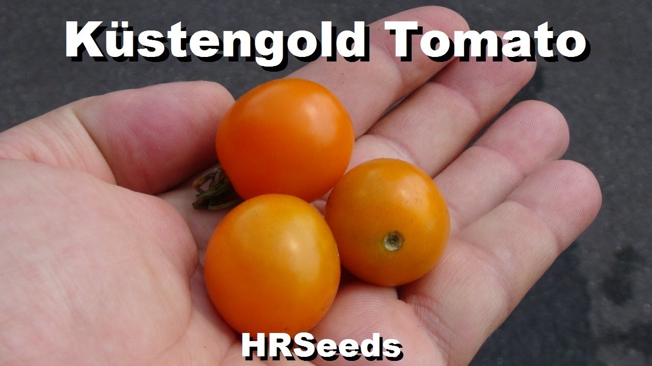 ⟹ Kustengold Tomato | Solanum lycopersicum | Tomato Review