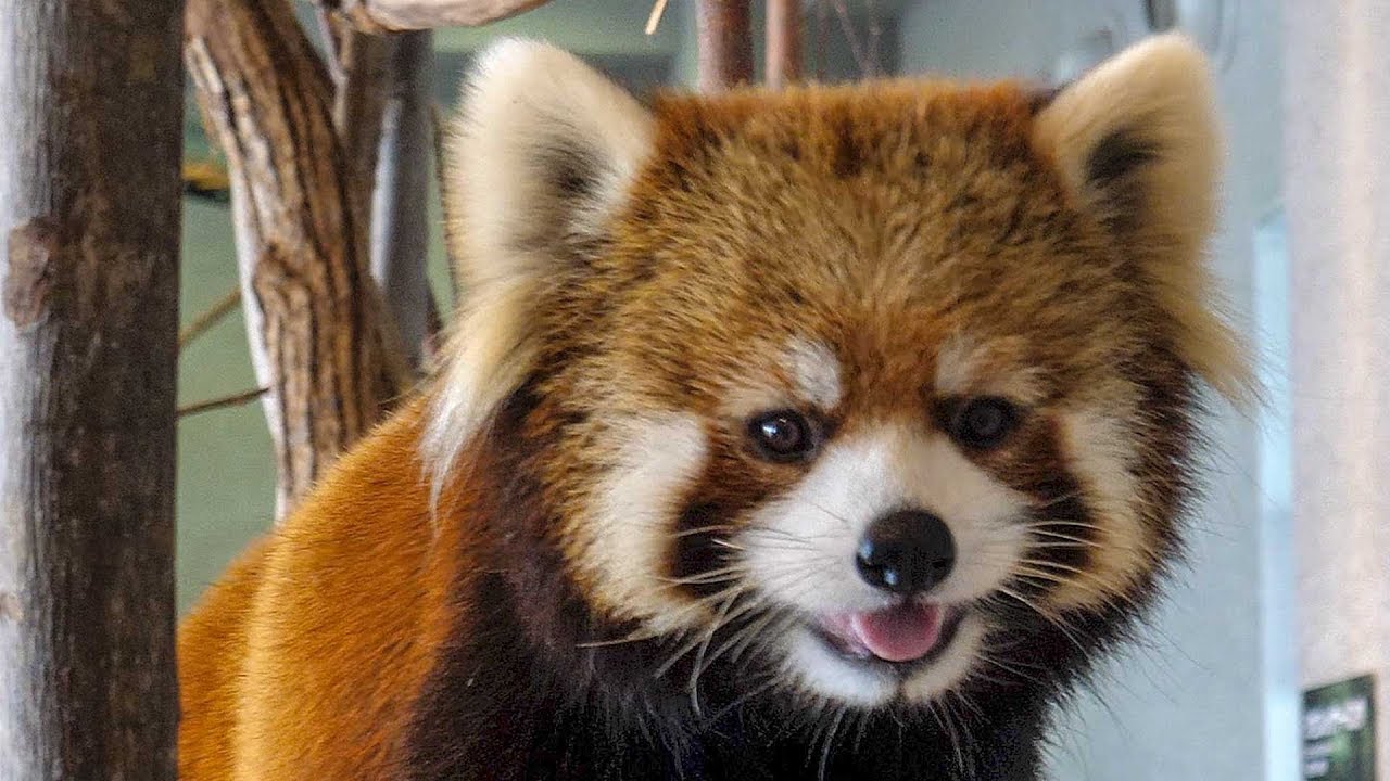 にこにこホクト red panda HOKUTO