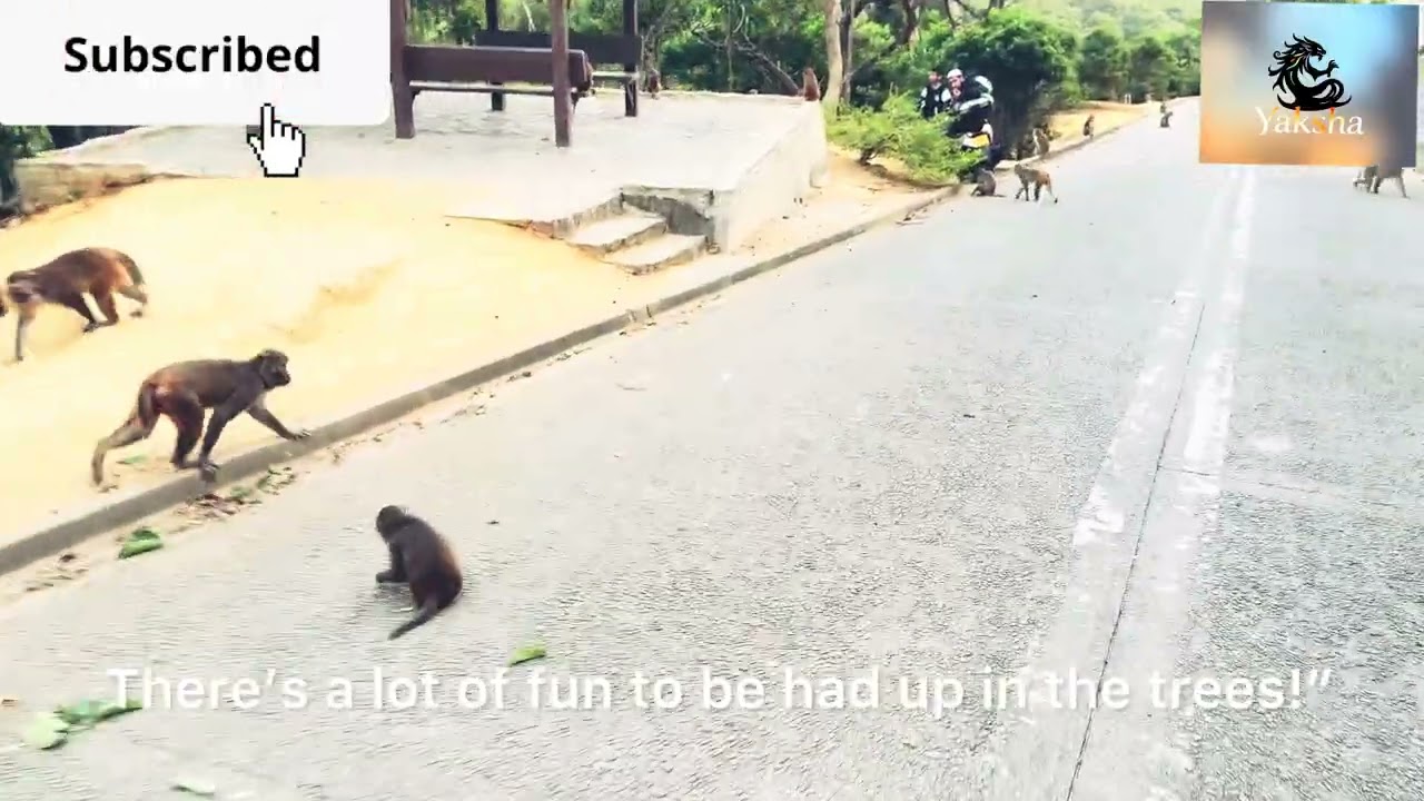 A story of monkeys and wild Boars 
