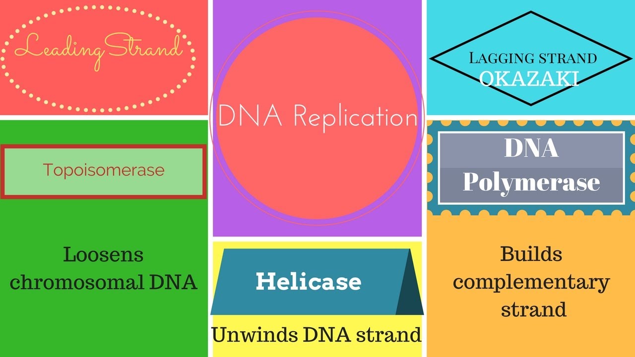 DNA Replication | How to Study Microbiology
