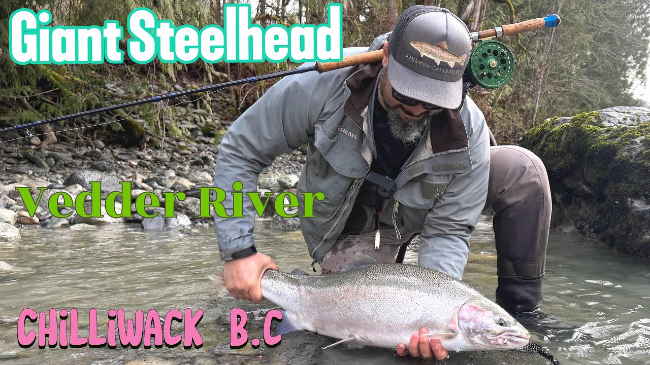 Giant Steelhead in Vedder River ,Chilliwack BC March 7th 2026