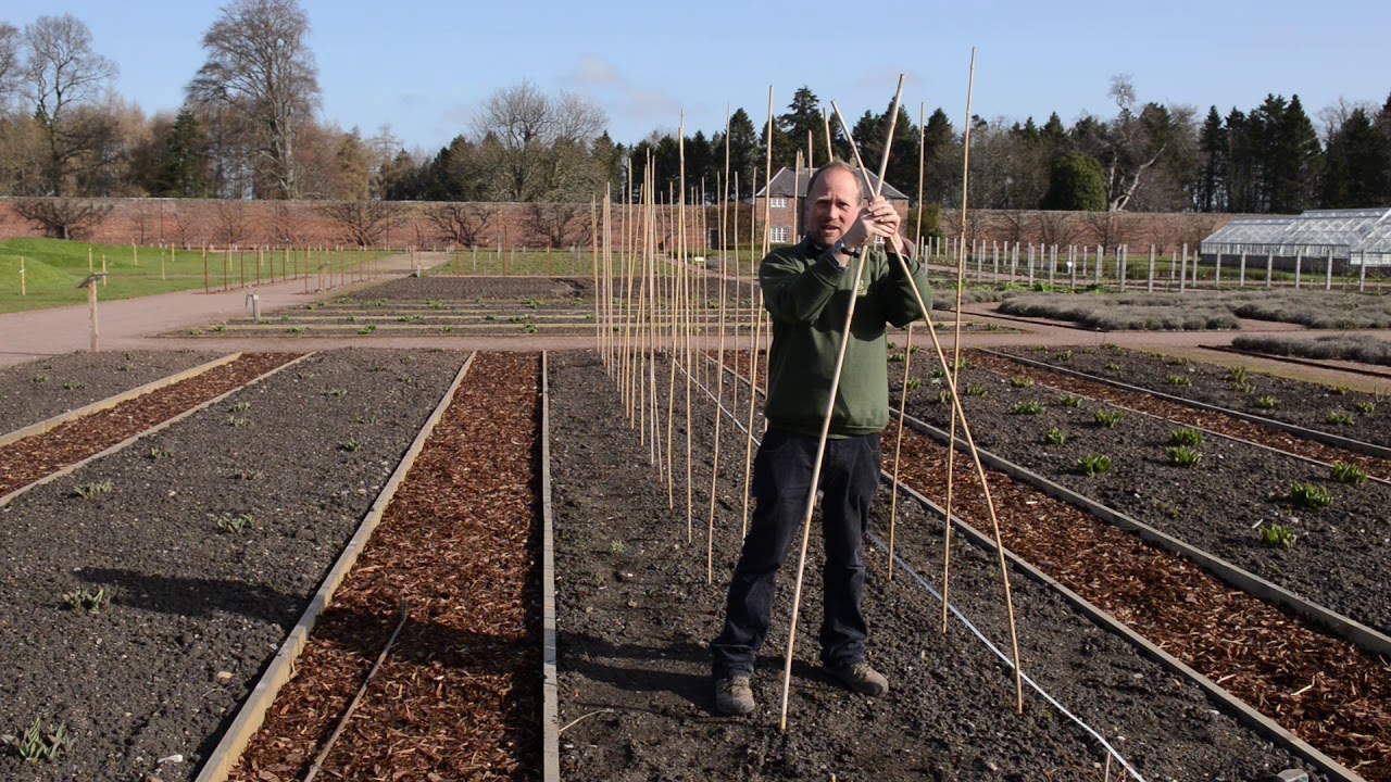 Gardening tips for growing sweet peas