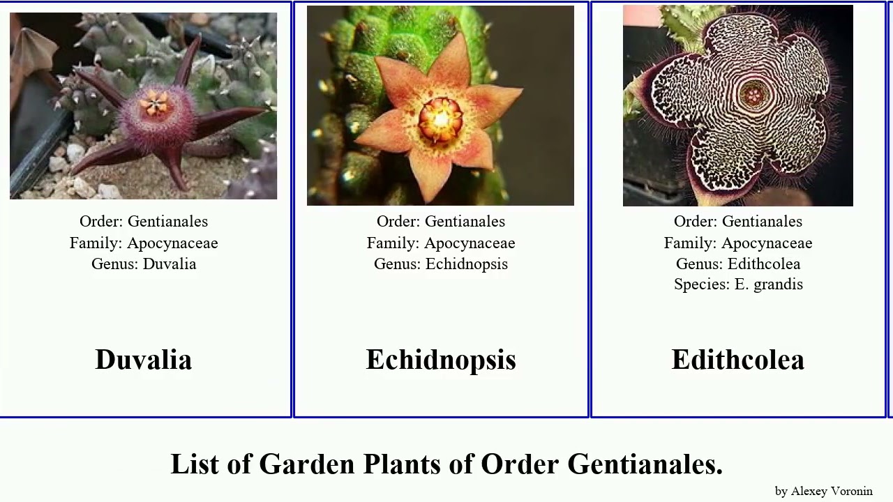 Garden Plants of Order Gentianales