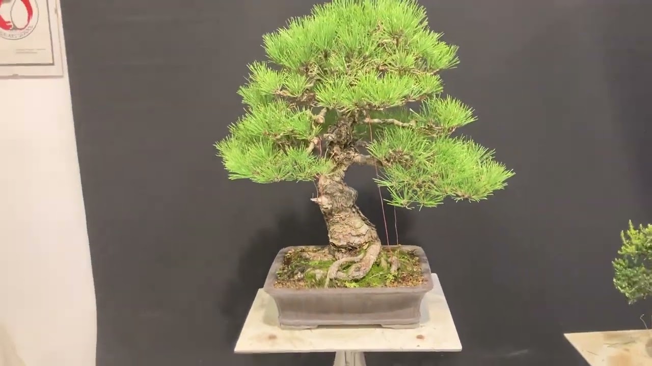 Rifiniture pino thumbergi