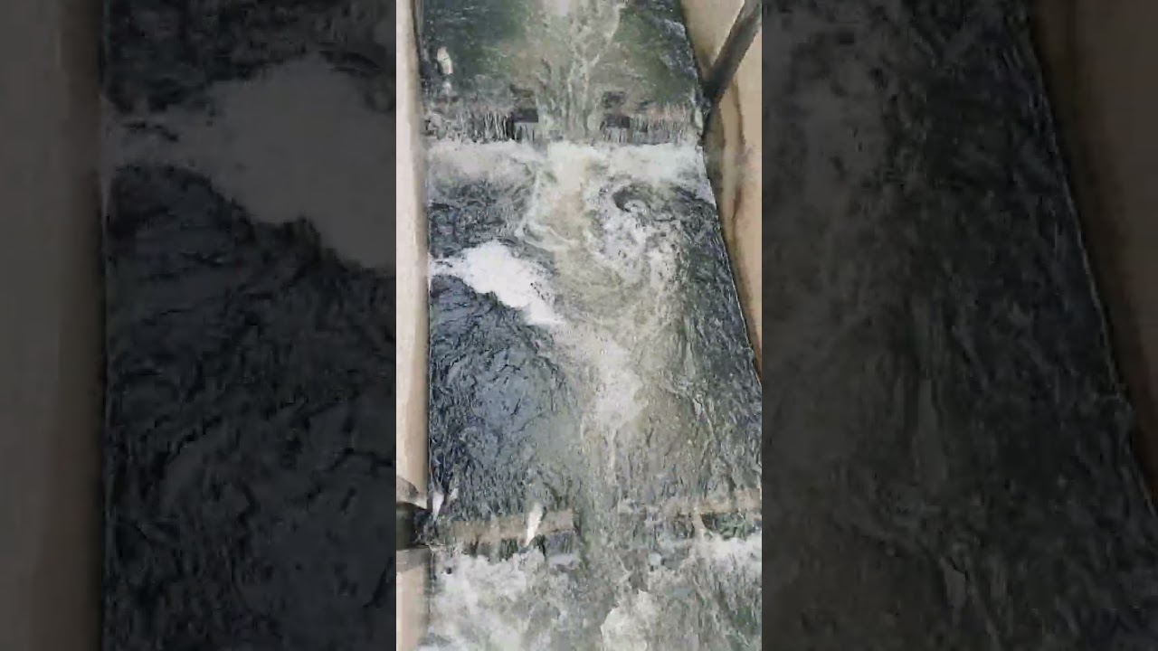 fish run Fish Ladder  #Fish Ladder  #fish run #fishing
