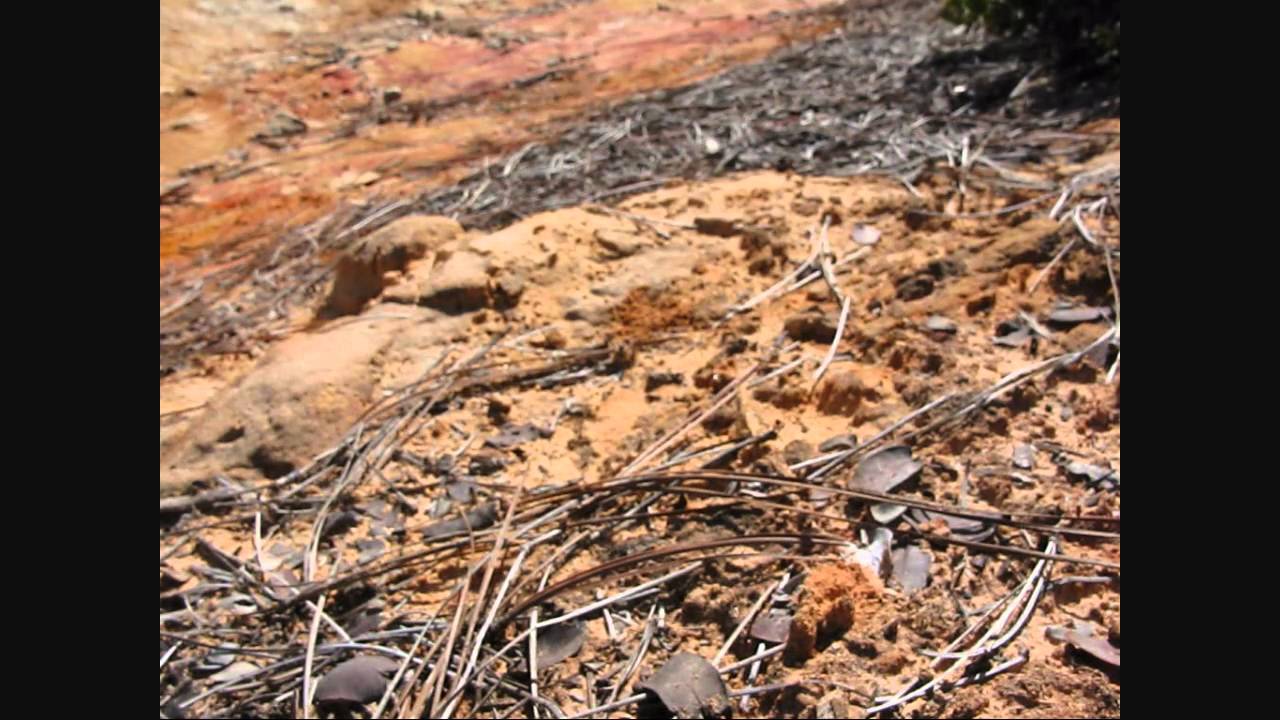 Finding Queen Ants