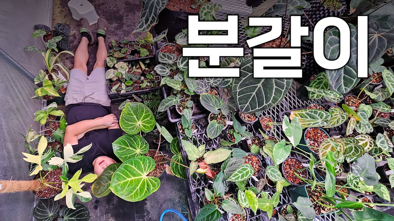 분갈이 분갈이🎵🎶 오늘도 분갈이 ㅣ분갈이 하다가 내 멘탈도 갈림 ㅣ 뿌리 털다가 내 영혼도 털림