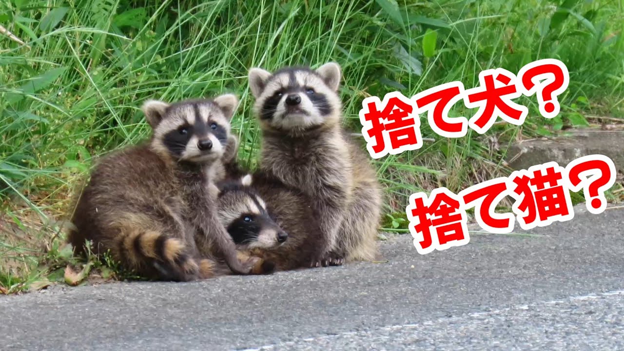 【捨て犬？捨て猫？】アライグマの子供達（赤ちゃん）でした！親離れ?迷子？？親はいません　アライグマの鳴き声　#広島　#特定外来生物　 #野生