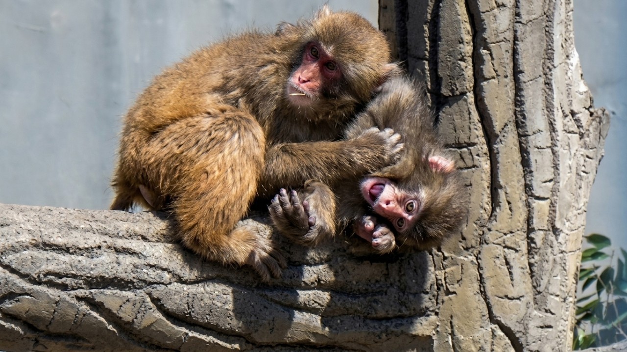 Thought he fell!? Punch grabs the chain and hangs on! 🐵