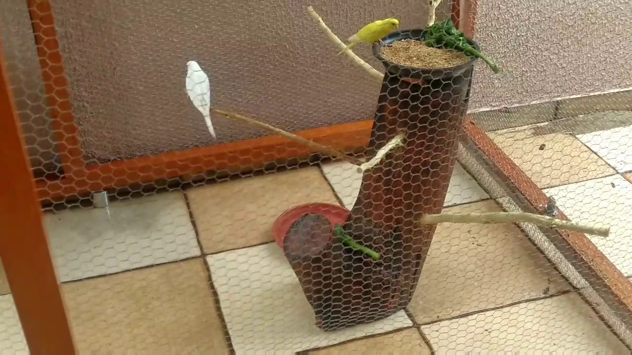 Construindo um viveiro para periquitos australianos