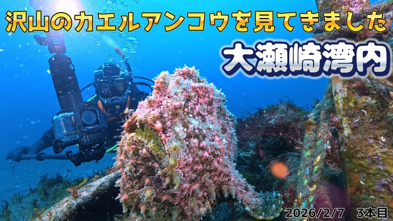 大瀬崎湾内でカエルアンコウを沢山見てきました！　[伊豆ダイビング/大瀬崎/バディダイビング/スキューバダイビングvlog]
