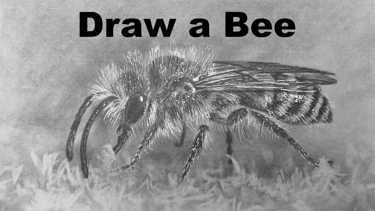 Hyper Realistic Sketch - Bee - Real Time Drawing Classes