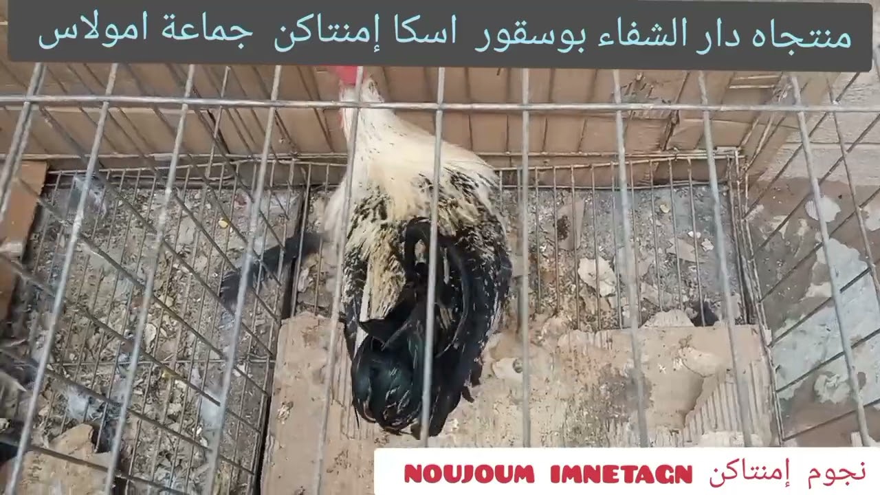 متجاه دار الشفاء بوسقور اسكا إمنتاكن جماعة امولاس جهة سوس تارودانت