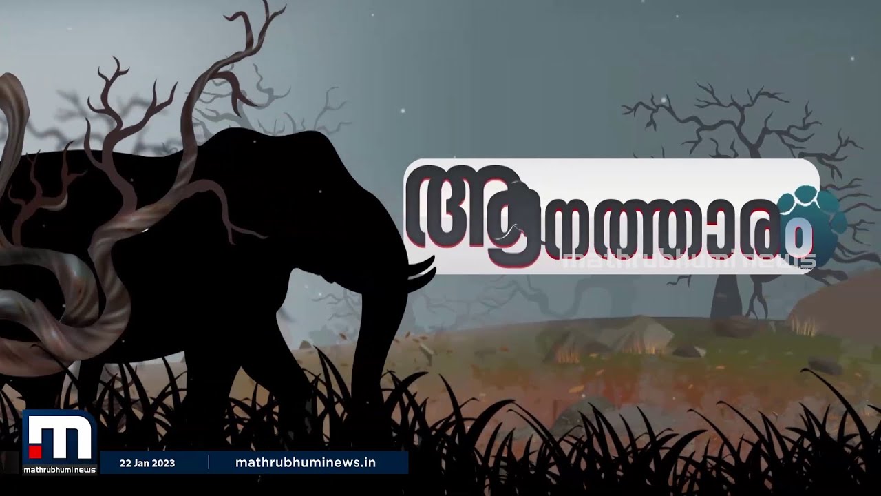 ആനത്താരം; പി ടി 7 അല്ല അവൻ ഇനി 'ധോണി' | Mathrubhumi News | p t 7 |