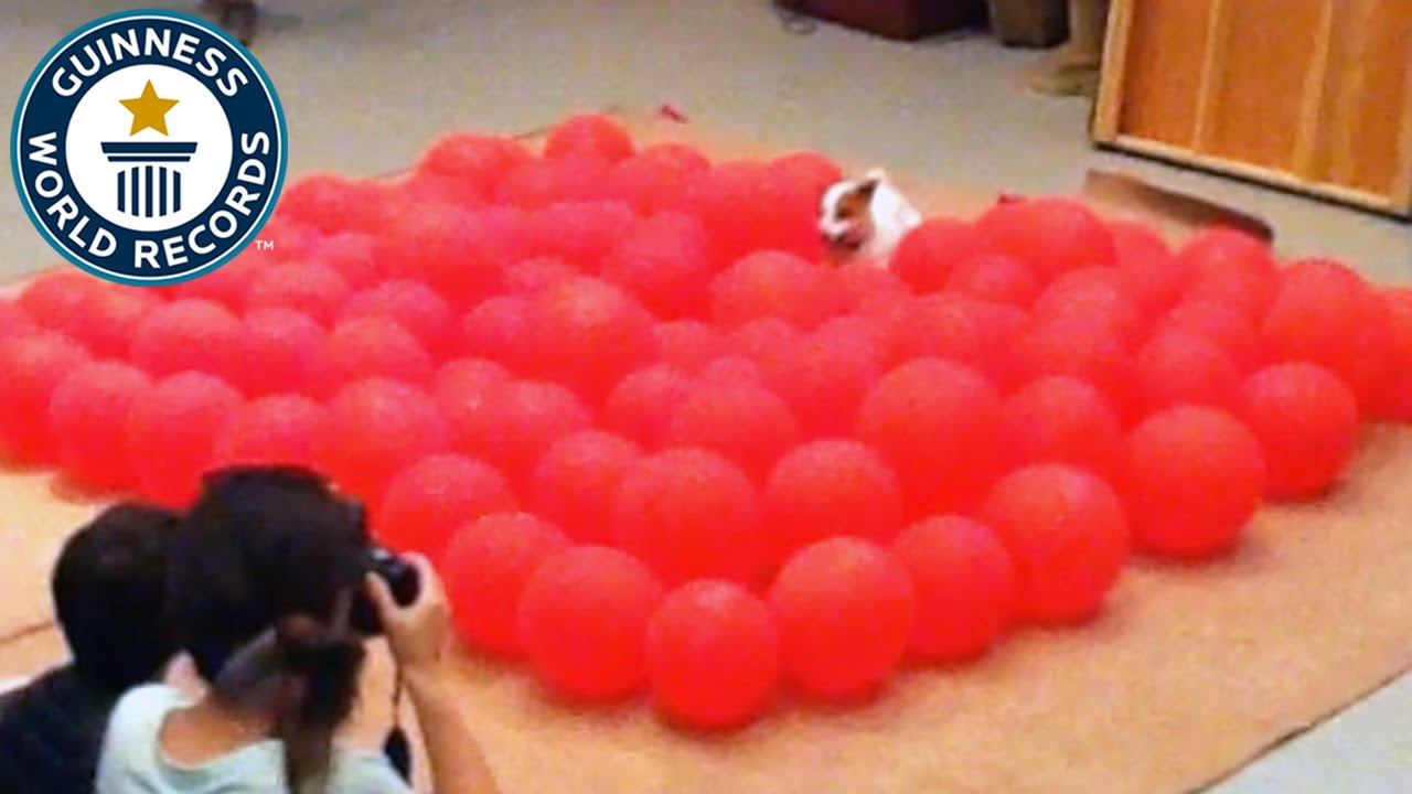 Fastest time to pop 100 balloons by a dog - Guinness World Records