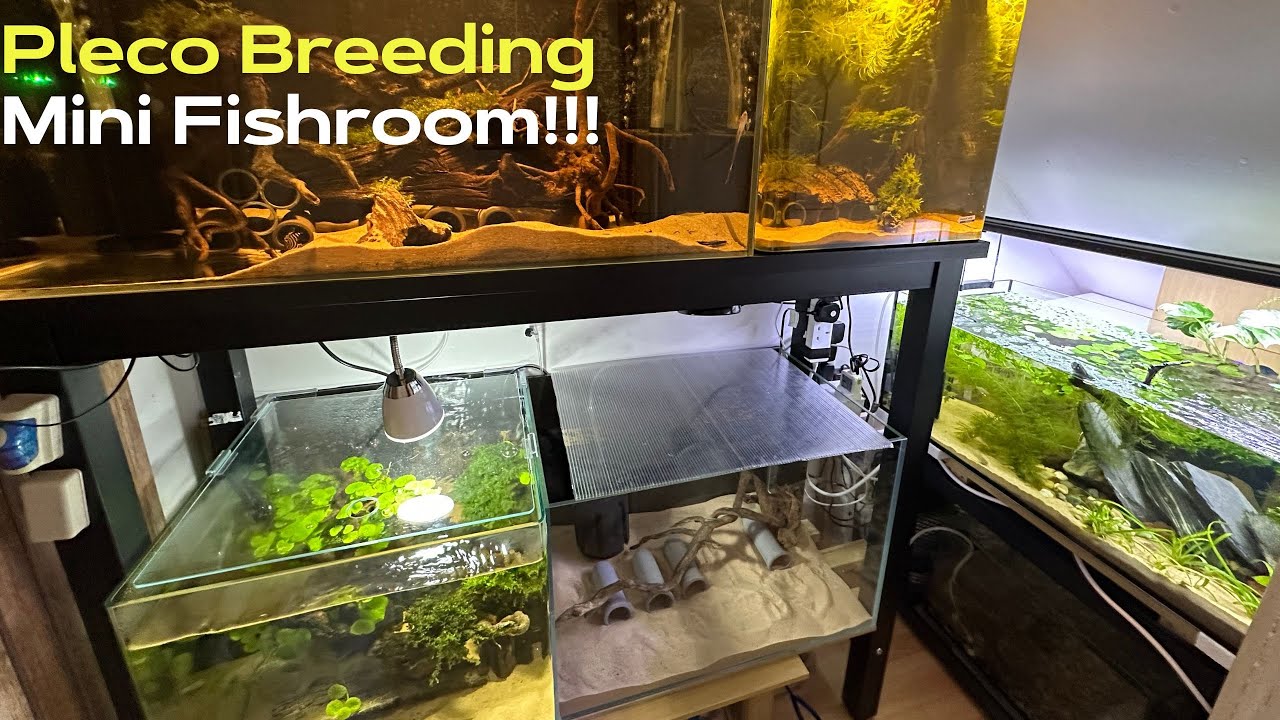 Pleco Breeding Mini Fishroom Project!!!