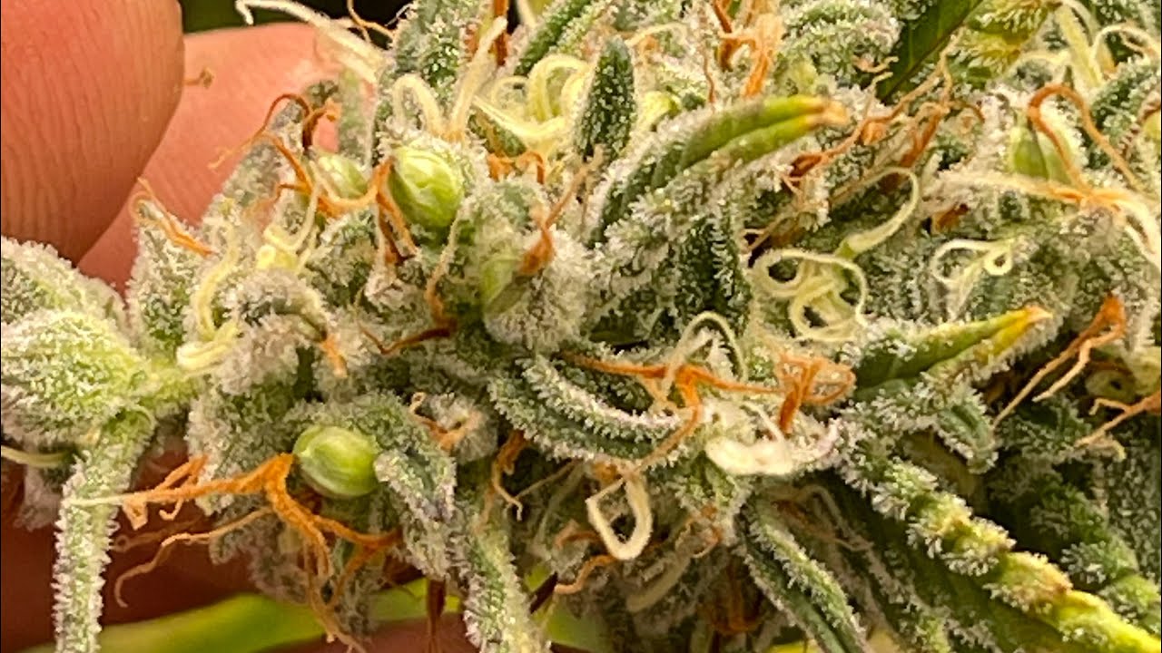 November 22 2021, Monster Cherry Pie is a Hermie 😩 my first ever. Rest of the girls doing great 🔥
