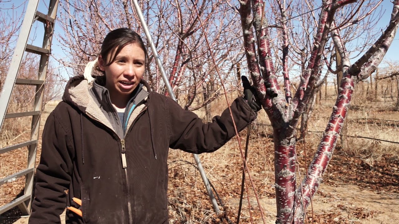 Cherry Tree Pruning Part 1