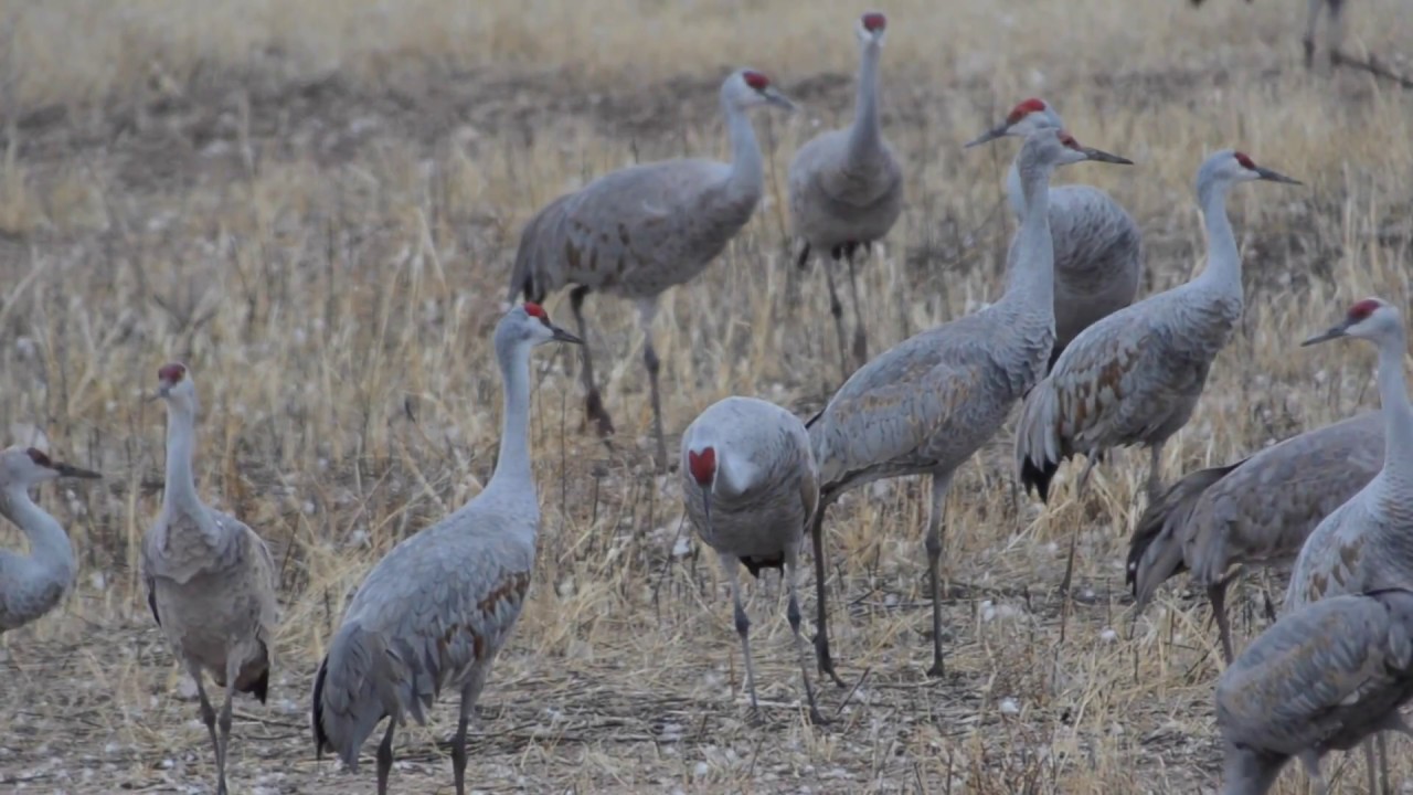 Sandhill cranes and the birds of Cochise County, Arizona