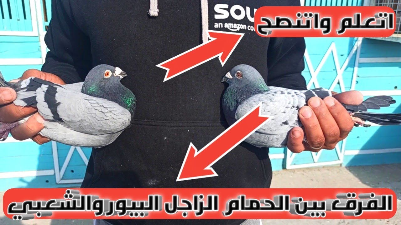 الفرق بين الحمام الزاجل البيور والحمام الزاجل الشعبي!؟
