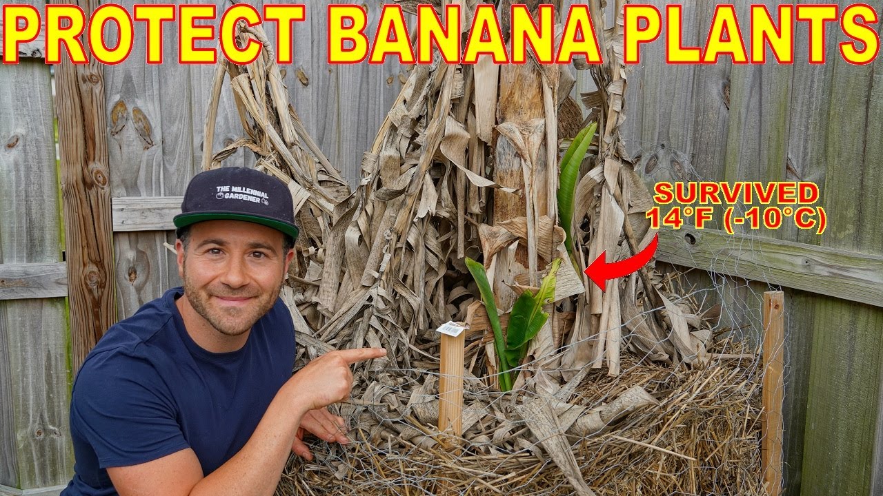 Grow BANANAS For Fruit In FREEZING COLD Winters With This Brilliant Technique!