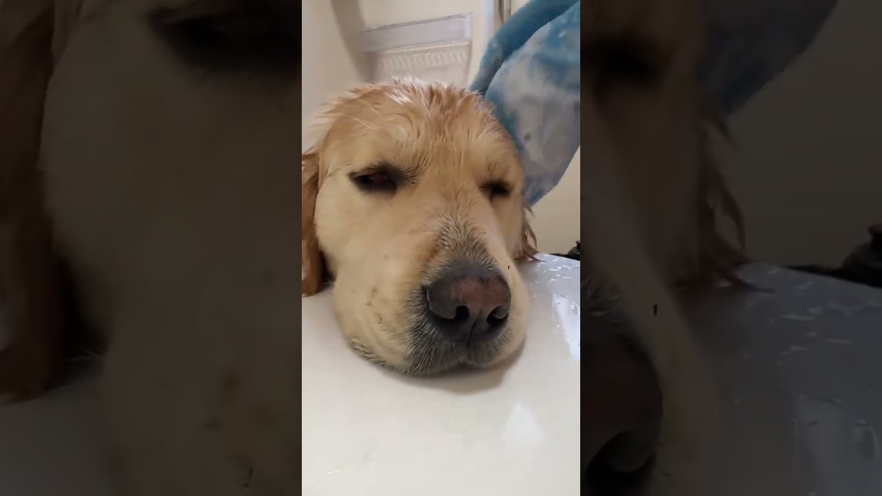 A relaxing dog bath experience 🙌🏻 #asmr #petsleepingandstressrelief #puppybath 