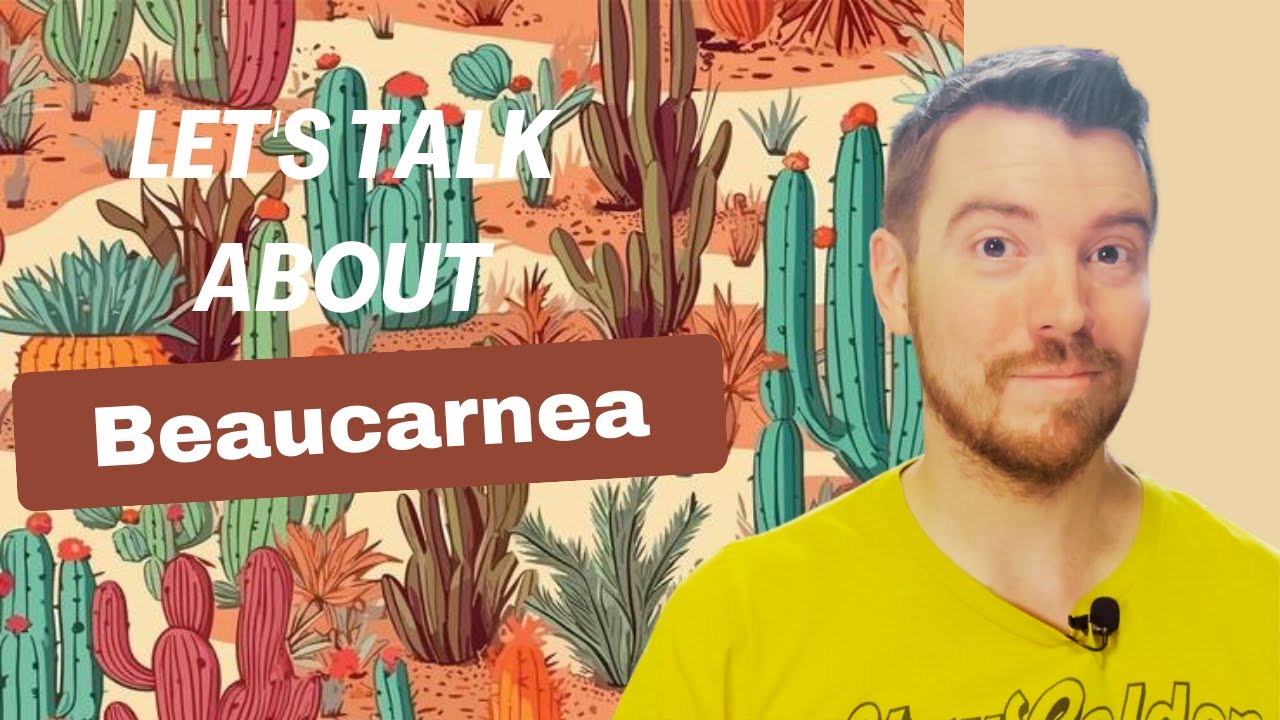 Let's Talk about Beaucarnea (Ponytail Plant)