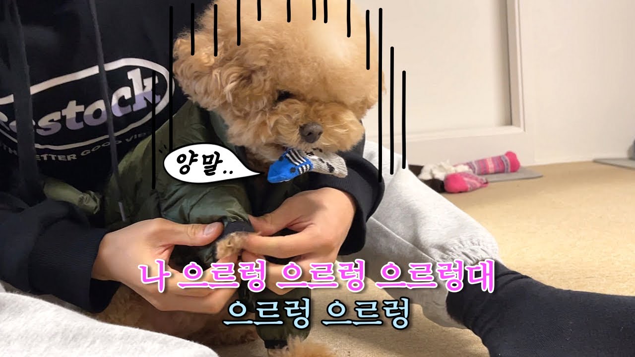 강아지는 양말 신기 싫다고 했어