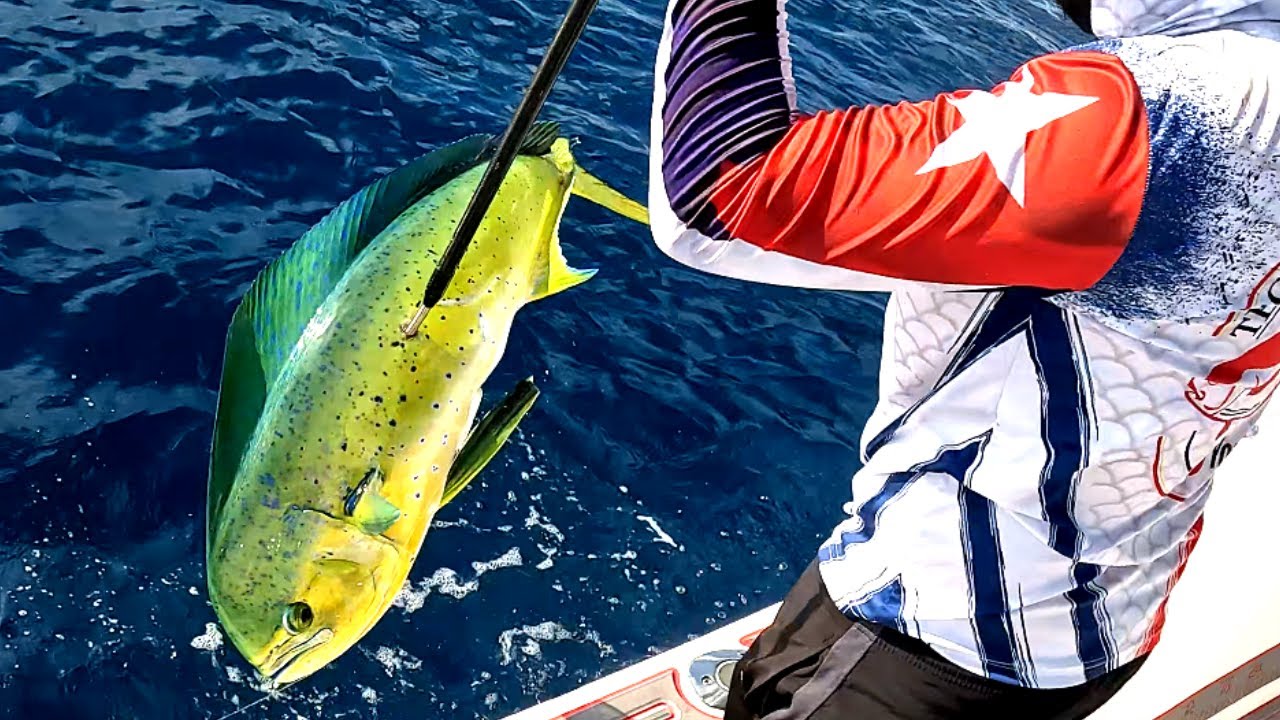 Encontramos una escuela de Dorados en 300 pies pargos y barracudas jigging lento !