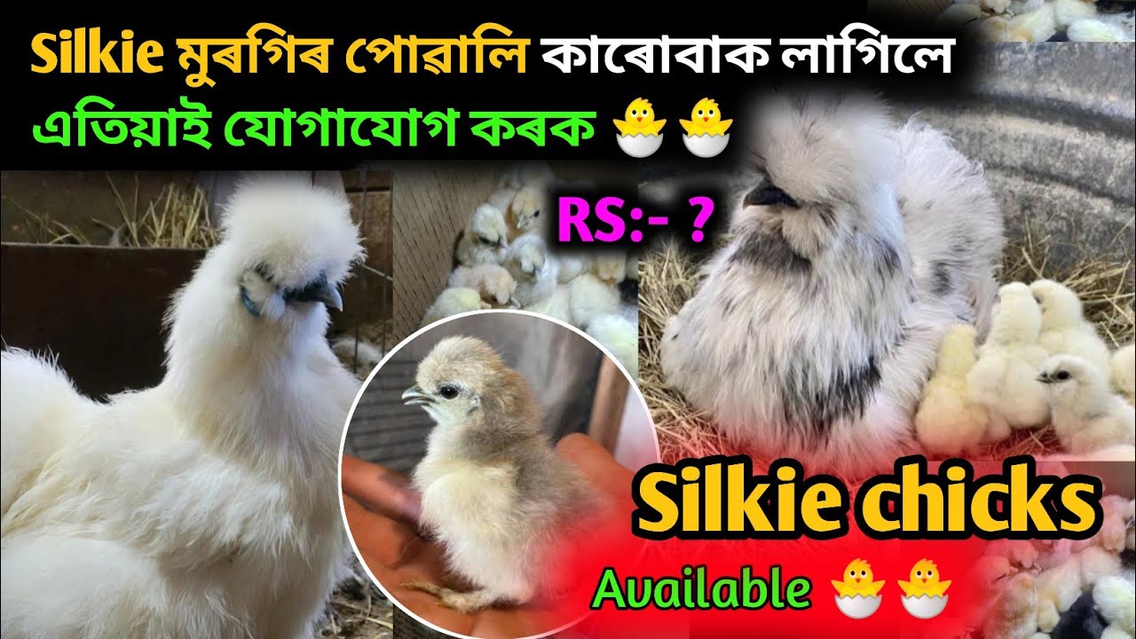 বৰ্তমান অকল Silkie chicks আৰু Japanese bantam ৰ পোৱালি Available আছে 🐣🐣|| Silkie chicks available 🐣