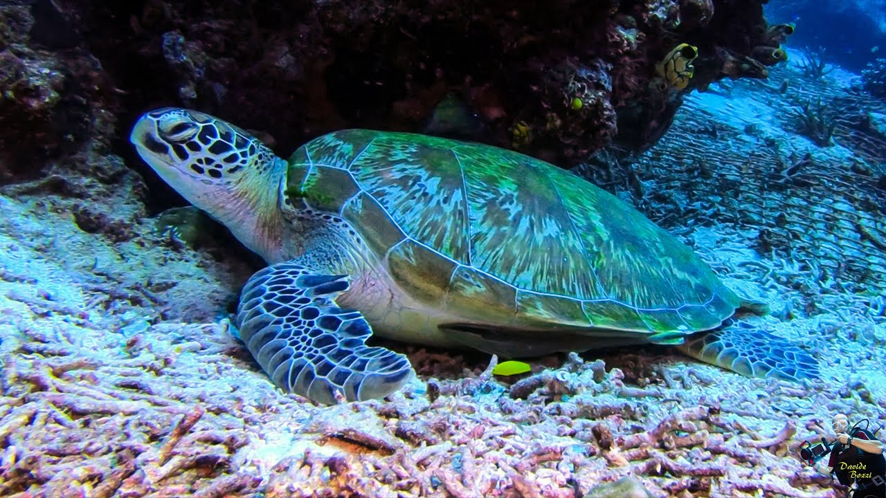 Indonesia. Raja Ampat (October 2022). Tartaruga Verde (Chelonia mydas).  (4K).