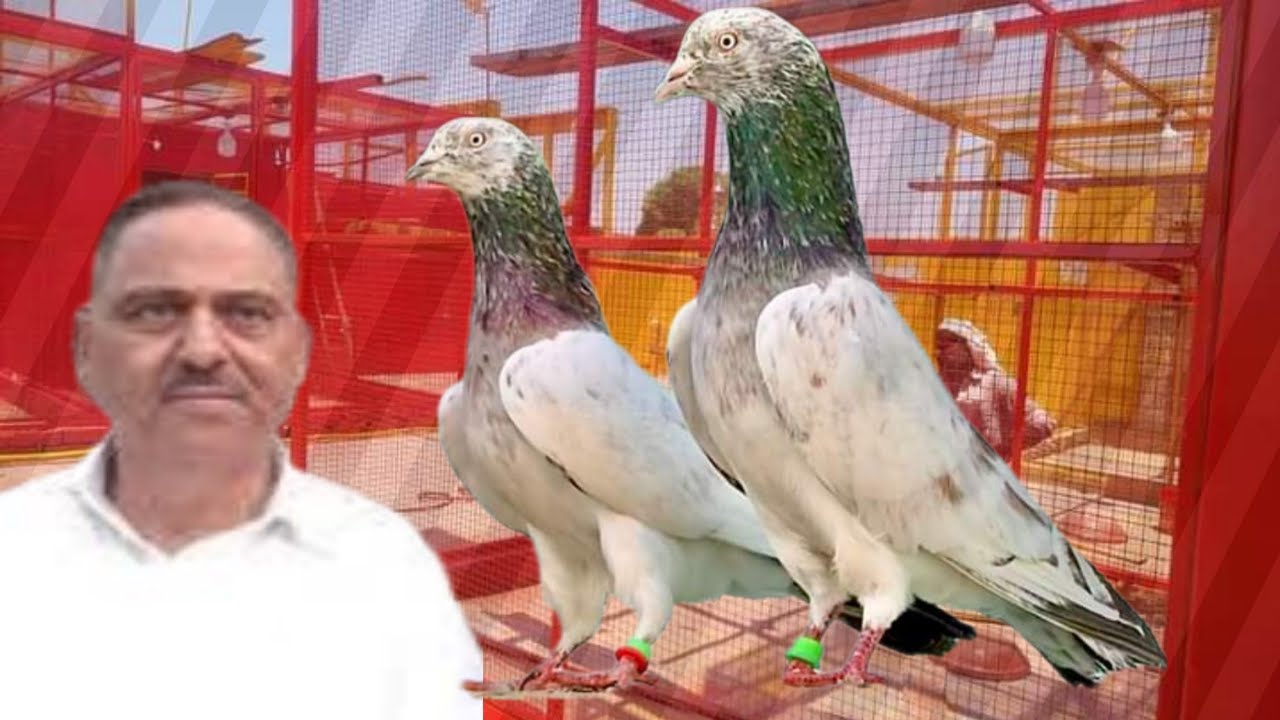 Ustad Yaqoob Butt of Lahore ki chat se breeder pigeons