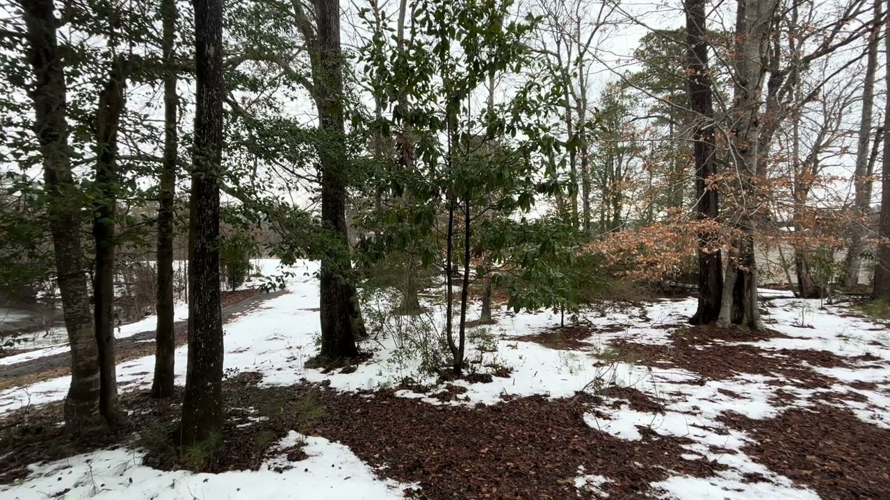 Melting snow in the forest