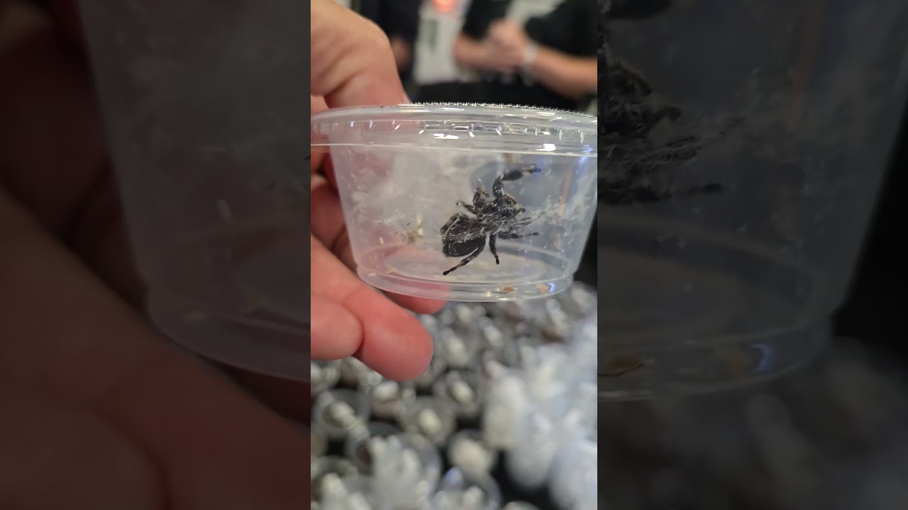 Phidippus Regius: Regal Jumping Spider 😁 Ara&ntilde;a Saltadora Real