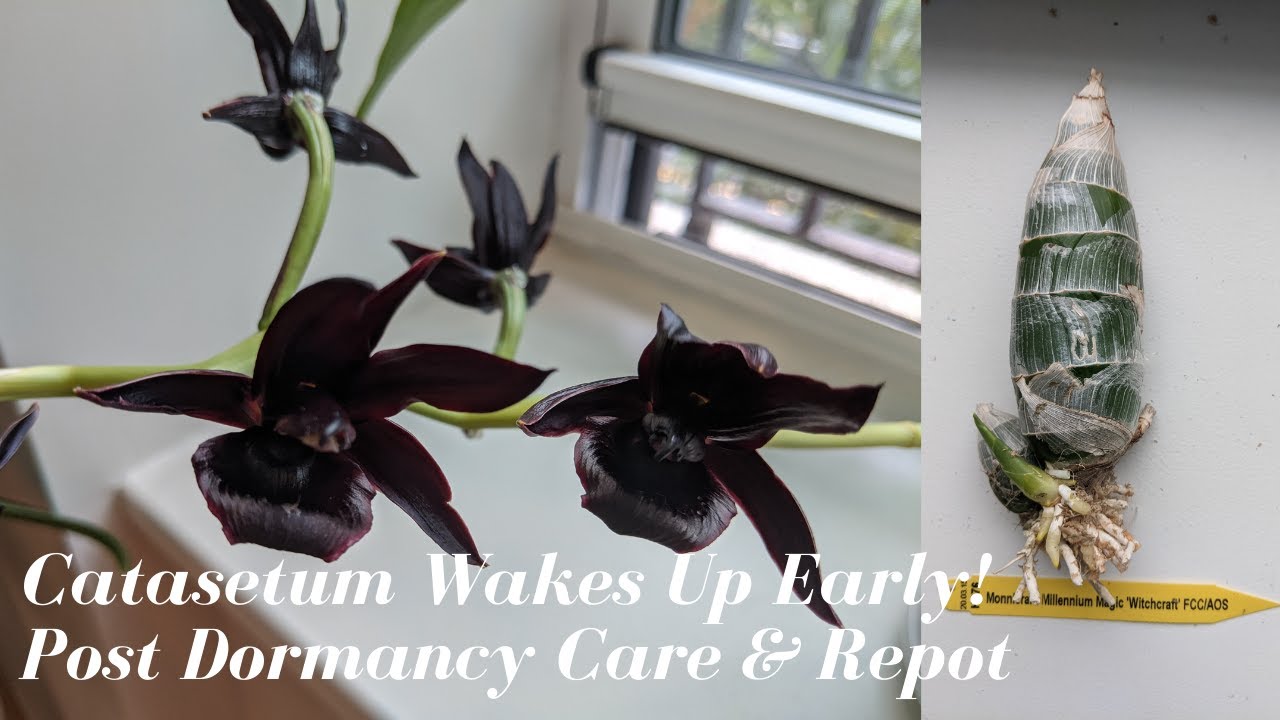 Catasetums Coming Out of Dormancy Early | Repotting & Post Dormancy Care for Monnierara Black Orchid