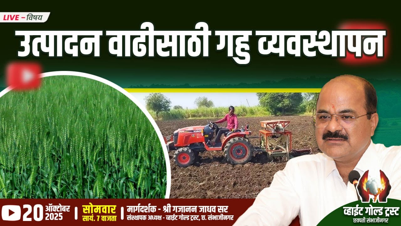 उत्पादन वाढीसाठी गहु व्यवस्थापन