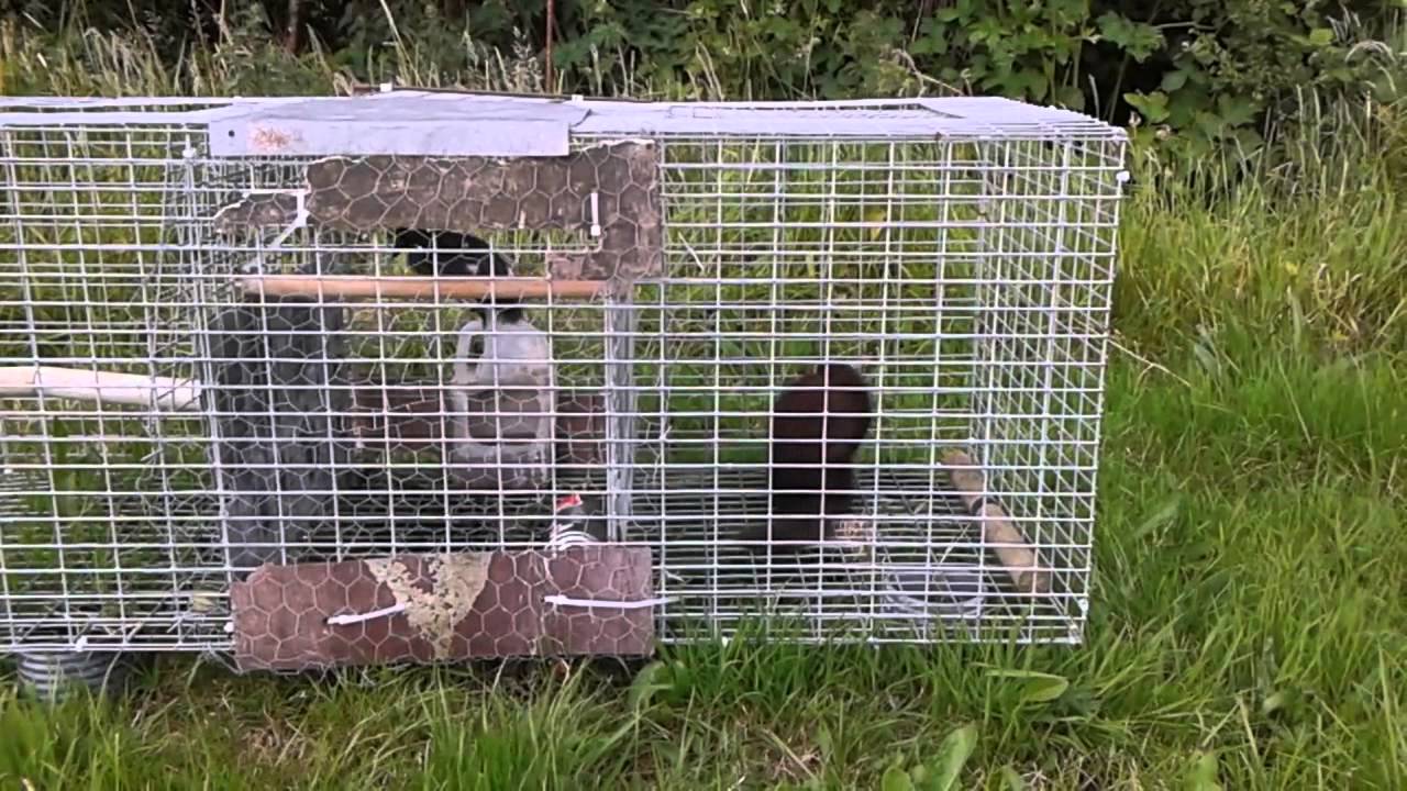 Pine martin in my larsen trap