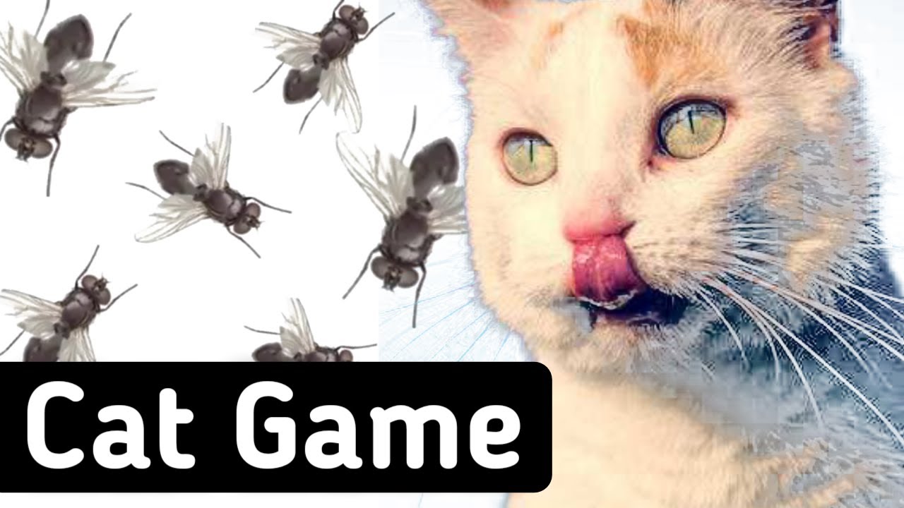 CAT GAMES - Catching Fly,  Fly Cat Games on Screen, Cat Videos, Cat Iq Test 