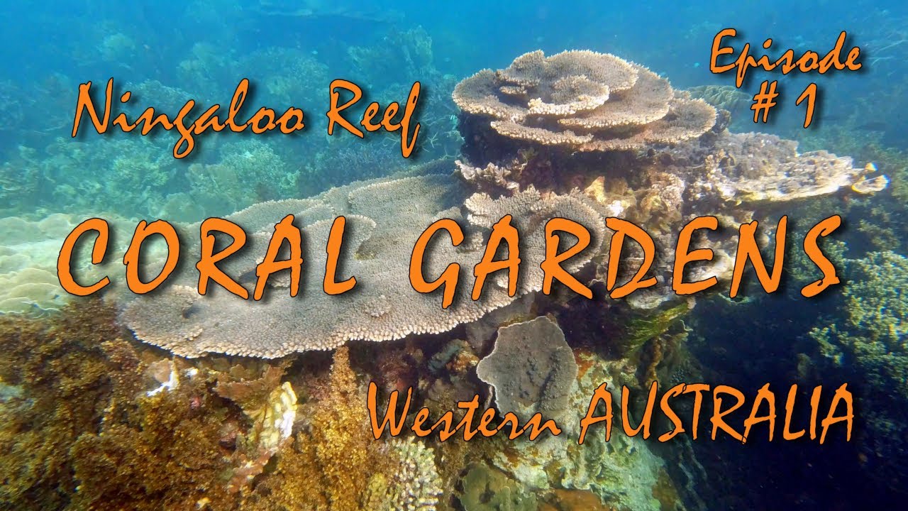 Coral Gardens of Ningaloo Reef. Coral Bay, Western Australia. Episode #1 - 4K Ultra HD