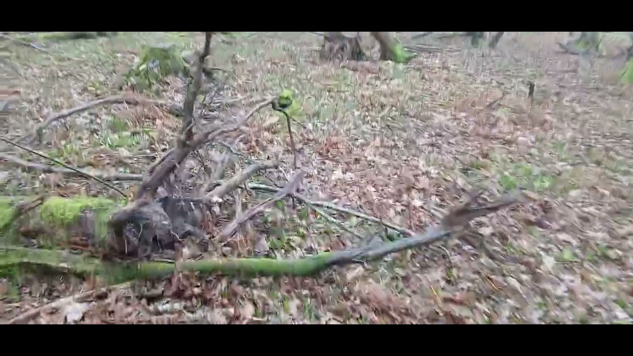 Mountfield East Sussex this morning,  one of two videos of a stroll in the woods , raining and cool.
