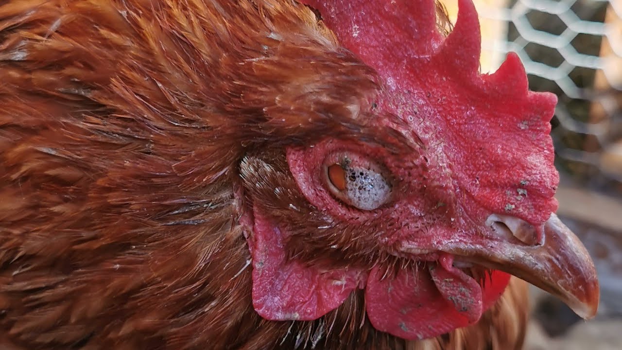 Comment soigner le coryza des poules ? #autonomie#resilience#poulailler#poules#