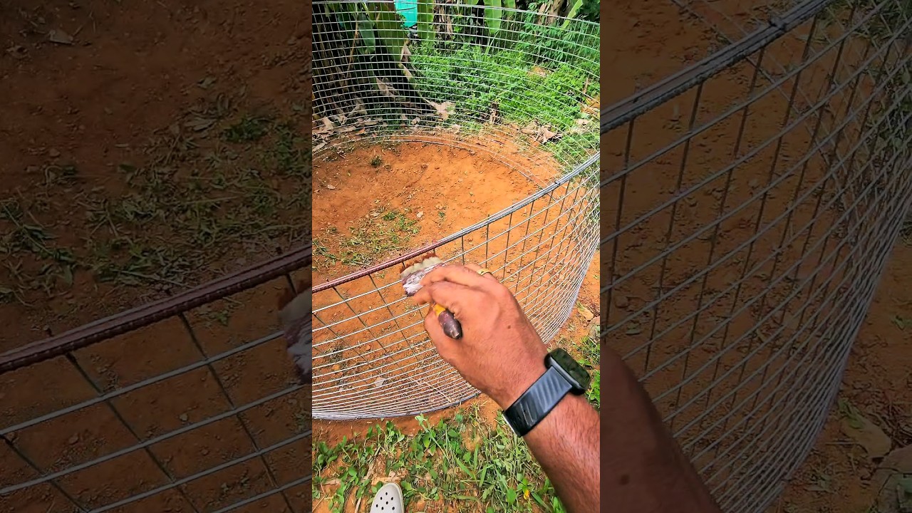 New model tarpaulin pond #biofloc #tilapia #hydroponic #fish #fishfarm #aquaponics #fishfarming