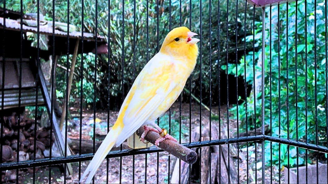 The Best Canary Sound!! Spanish Timbrado Canary Training Singing