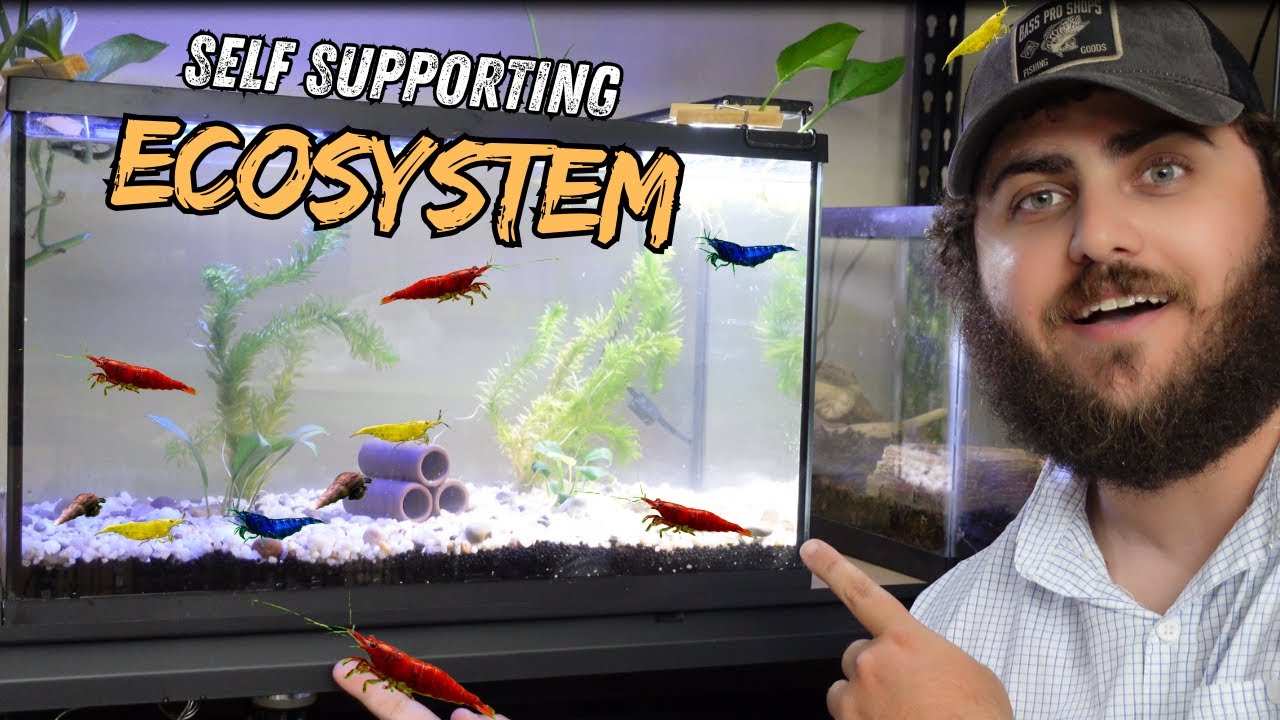 Shrimp Tank That Takes Care of Itself!