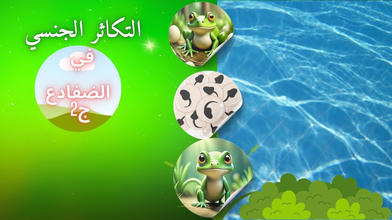 التكاثر الجنسي في الضفادع ج2 | الأحياء | حصص  الشهادة السودانية