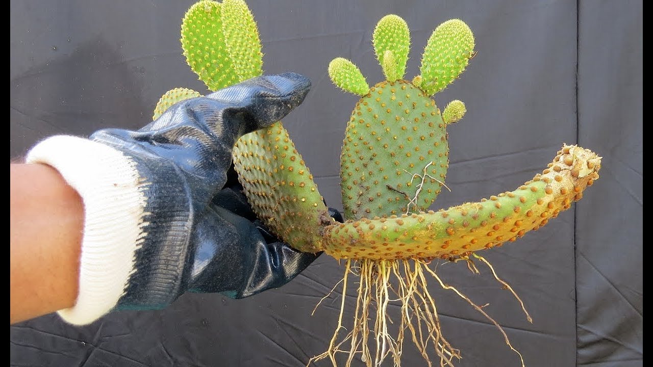 Cactus Bunny Ears/Leaf Propagation