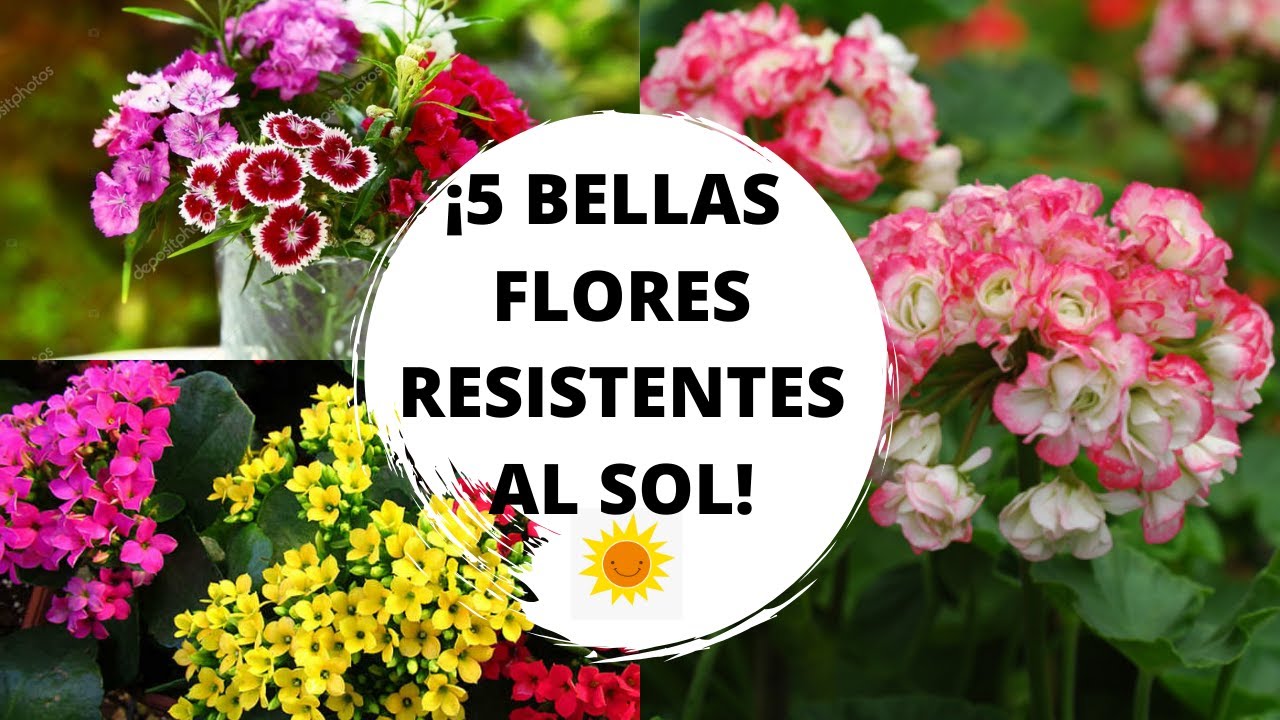 Flores resistentes al sol / 5 plantas resistentes al sol directo